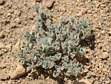 14 Green Plant Near Gasherbrum North Base Camp in China 